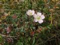 Geranium argenteum